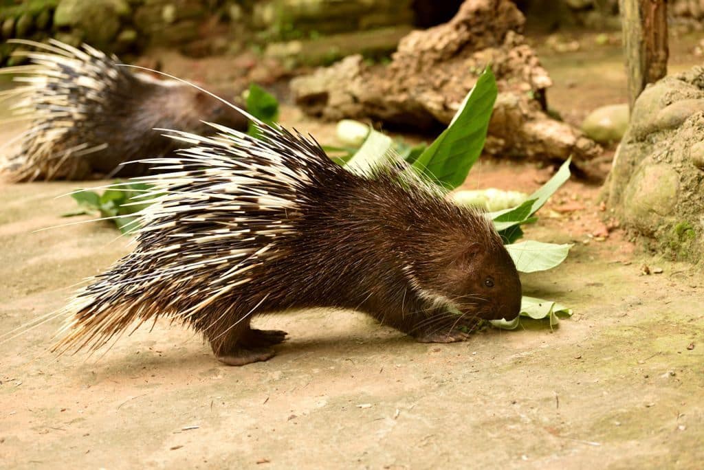 Biodiversity Nagaland Forest Department